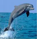 delfin.jpg